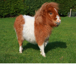 horse obby