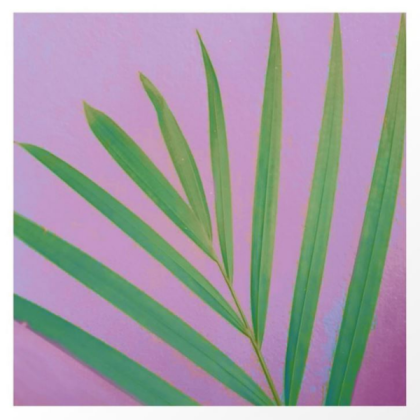 purple plant Roblox decal
