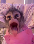 Kawaii Mangos