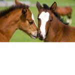 Heart Land Equine Ranch