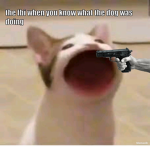 Joe MAMA BOI