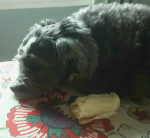 DogsAreCute246