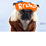 The Puggle‘s