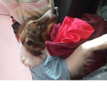 Hunde grubbe