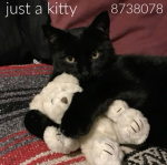 just a kitty