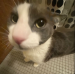 Bibbles fans