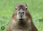 Capybara B 0