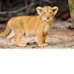 Lil Lions