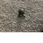 Turtle liker’s (: