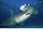 Shark ##### group