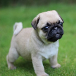 Golden Pug