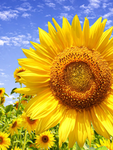 The Sunflower Scouts