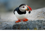 puffins and stuff like that i guess