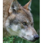The big wolf’s