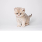 meowYT