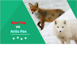 winter fox vs foxes