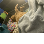 Cat club / wild life club