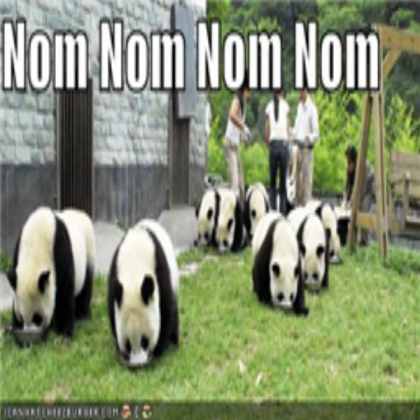 funny-pictures-pandas-eating-noms Roblox decal