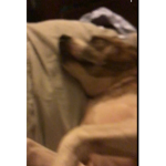 I like dogs lol
