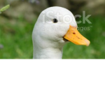DUCK_TEAM5554