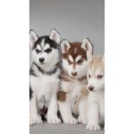 Aphmau_wolfAaron