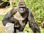 da monke group (no anti-monke allowed)