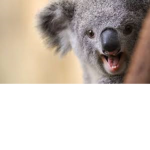Cute Animals Plus