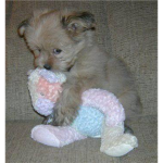 The Cuteness lovers