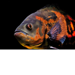 fishy inc