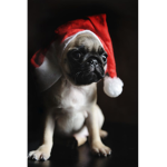 XMAS pugs