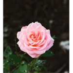 The Perfect Roses