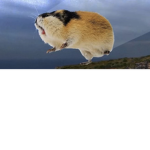 I pippini