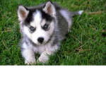 husky master