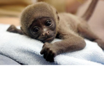 Ghost monkey