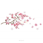 Sakura Aesthetics