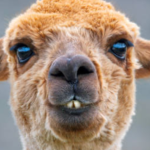 llamas like sponges
