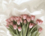 Tulips&Tulips