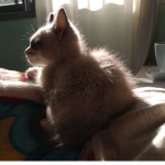 HoneyLemon_cat
