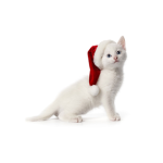 Cat fans!!!!!!!!!!