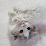 whimsfy