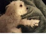 Came if you love dogs