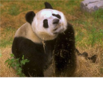 Save The Panda's