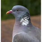 Pigeons Of The City