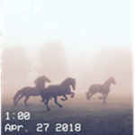 lovely horses