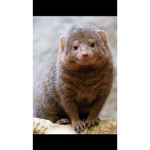 Mongoose Gang
