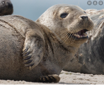 Seal palace
