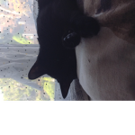 Hello puppy's