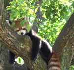 Red_Pandas :3