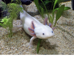 Axolotl Hangoutclûb
