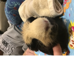 Team guinea pigs for life